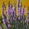 Perennial Flowers - One Gallon Pots, Sold in 6 count trays